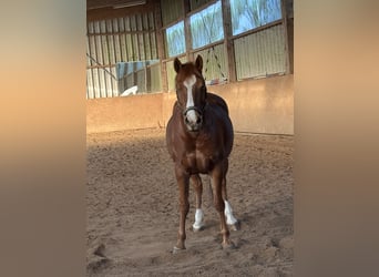 Haflinger Mix, Mare, 13 years, 14.2 hh, Chestnut-Red