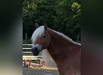 Haflinger, Mare, 13 years, 14.3 hh, Chestnut-Red