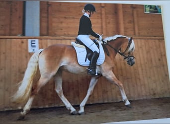 Haflinger, Mare, 13 years, 14.3 hh, Chestnut-Red