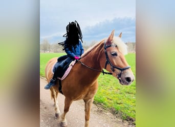 Haflinger Mix, Mare, 13 years, 14 hh, Brown-Light