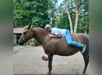 Haflinger Mix, Mare, 13 years, 14 hh, Chestnut