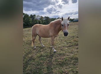 Haflinger, Mare, 13 years, 14,2 hh, Chestnut-Red