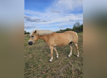Haflinger, Mare, 13 years, 14,2 hh, Chestnut-Red