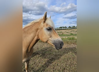 Haflinger, Mare, 13 years, 14,2 hh, Chestnut-Red