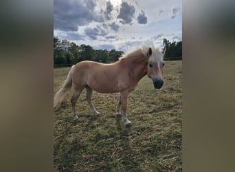 Haflinger, Mare, 13 years, 14,2 hh, Chestnut-Red