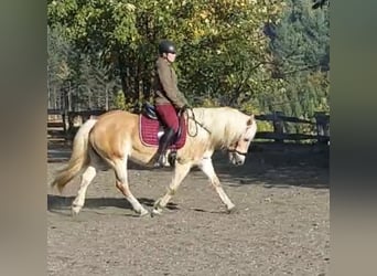 Haflinger, Mare, 13 years, 15,1 hh, Chestnut-Red