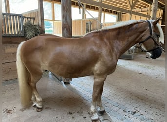 Haflinger, Mare, 13 years, 15,2 hh