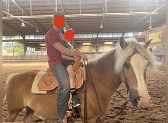Haflinger, Mare, 13 years, 15,2 hh