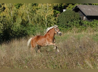 Haflinger, Mare, 14 years, 13.2 hh, Sorrel