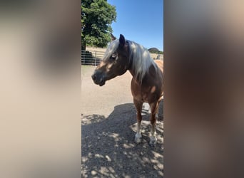 Haflinger, Mare, 14 years, 14.1 hh