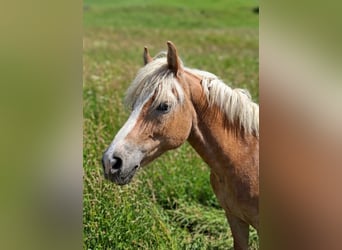 Haflinger, Mare, 14 years, 14.1 hh, Chestnut-Red