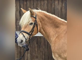 Haflinger, Mare, 14 years, 14.2 hh, Chestnut-Red