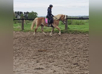 Haflinger, Mare, 14 years, 14.2 hh, Chestnut-Red