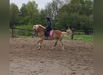 Haflinger, Mare, 14 years, 14.2 hh, Chestnut-Red