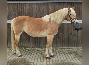 Haflinger, Mare, 14 years, 14.2 hh, Chestnut-Red