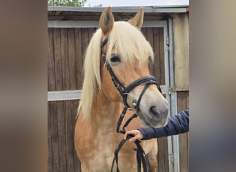Haflinger, Mare, 14 years, 14.2 hh, Chestnut-Red