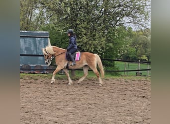 Haflinger, Mare, 14 years, 14.2 hh, Chestnut-Red