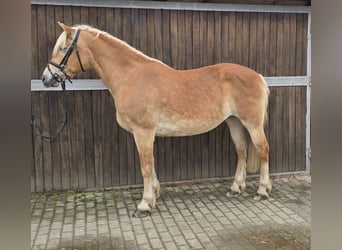 Haflinger, Mare, 14 years, 14.2 hh, Chestnut-Red
