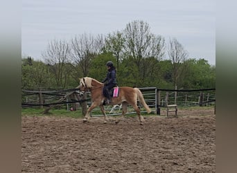 Haflinger, Mare, 14 years, 14.2 hh, Chestnut-Red