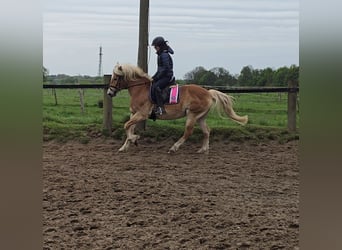 Haflinger, Mare, 14 years, 14.2 hh, Chestnut-Red