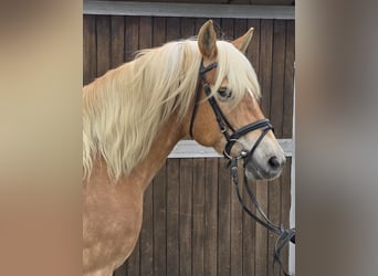 Haflinger, Mare, 14 years, 14.2 hh, Chestnut-Red