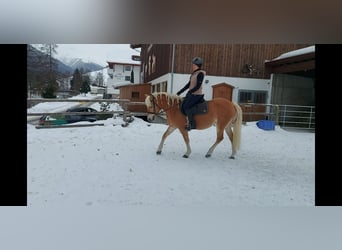 Haflinger, Mare, 14 years, 14.2 hh, Chestnut-Red