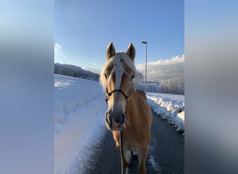 Haflinger, Mare, 14 years, 14.3 hh, Chestnut-Red