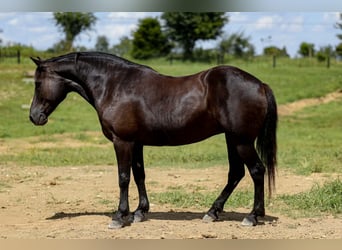 Haflinger, Mare, 14 years, 14 hh, Black