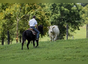 Haflinger, Mare, 14 years, 14 hh, Black