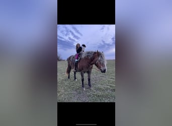Haflinger, Mare, 14 years, 14 hh, Chestnut