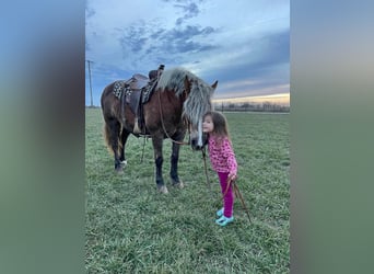 Haflinger, Mare, 14 years, 14 hh, Chestnut