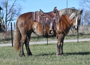 Haflinger, Mare, 14 years, 14 hh, Chestnut