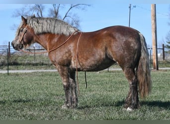 Haflinger, Mare, 14 years, 14 hh, Chestnut