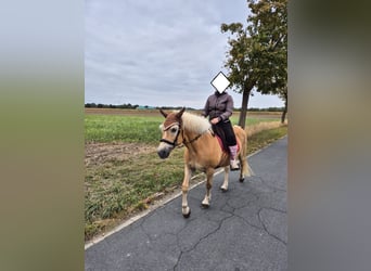 Haflinger, Mare, 14 years, 14,2 hh, Chestnut-Red