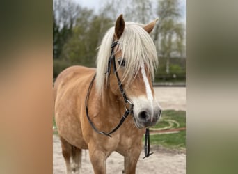 Haflinger, Mare, 14 years, 15.1 hh, Chestnut-Red