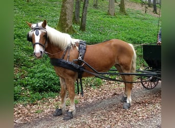 Haflinger Mix, Mare, 14 years, 15.2 hh, Chestnut-Red