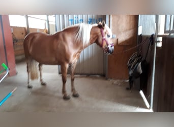 Haflinger, Mare, 14 years, 15 hh, Chestnut