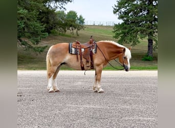 Haflinger, Mare, 14 years, Chestnut