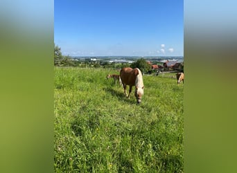 Haflinger, Stute, 15 Jahre, 14,2 hh, Fuchs