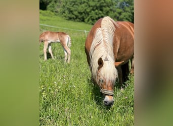 Haflinger, Stute, 15 Jahre, 14,2 hh, Fuchs