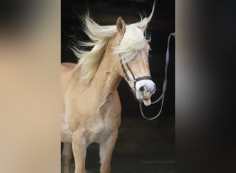 Haflinger, Mare, 15 years, 14.2 hh, Chestnut-Red