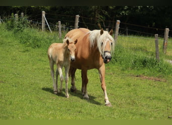 Haflinger, Mare, 15 years, 14.2 hh, Chestnut-Red