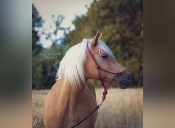 Haflinger, Mare, 15 years, 14.2 hh