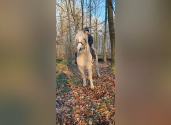 Haflinger Mix, Mare, 15 years, 14 hh, Dun