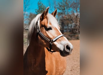 Haflinger, Mare, 15 years, 14 hh