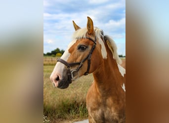 Haflinger Mix, Mare, 15 years, 14,1 hh, Pinto