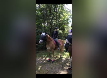 Haflinger Mix, Mare, 15 years, 14,3 hh