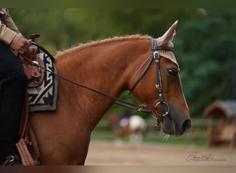 Haflinger Mix, Mare, 16 years, 13.1 hh, Chestnut-Red