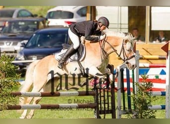 Haflinger, Mare, 16 years, 14.1 hh, Chestnut-Red