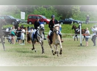 Haflinger, Mare, 16 years, 14.1 hh, Chestnut-Red